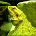 Lizard by tonygig