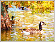 13th Oct 2012 - Duck's Delight