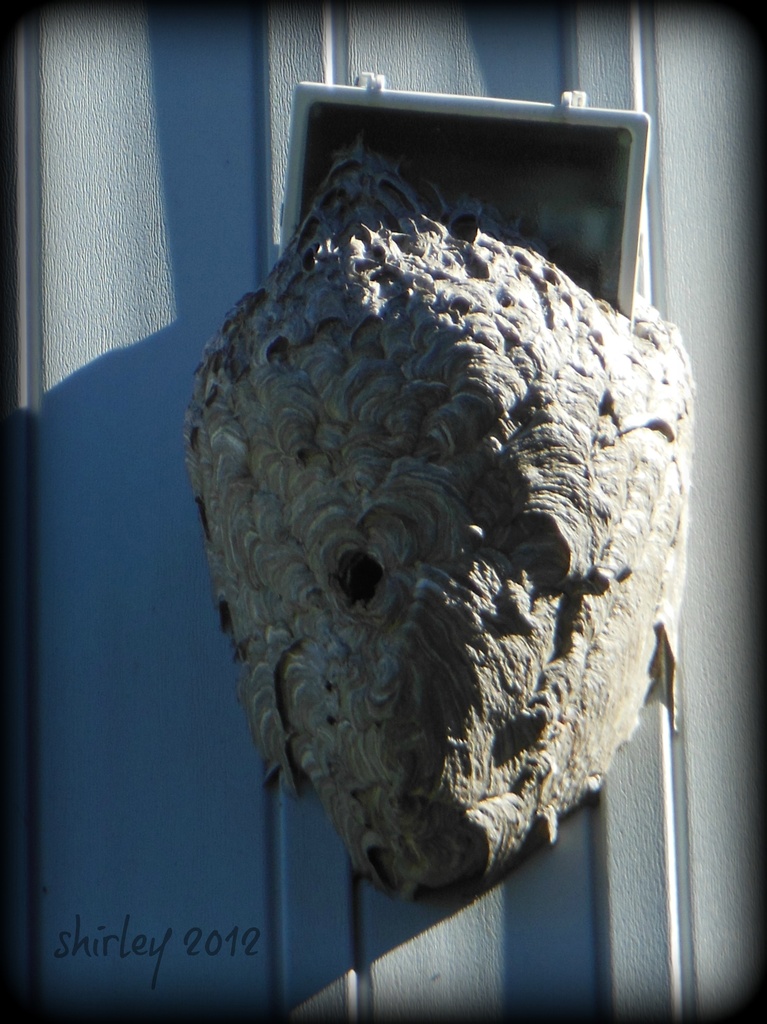 paper wasp nest by mjmaven