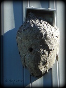 12th Oct 2012 - paper wasp nest