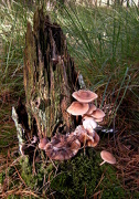 13th Oct 2012 - More of fungus