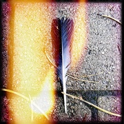 13th Oct 2012 - Fire feather