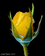 13th Oct 2012 - Yellow Rose of Texas