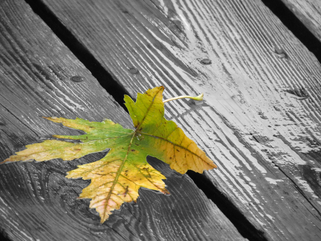 leaf on deck by juletee