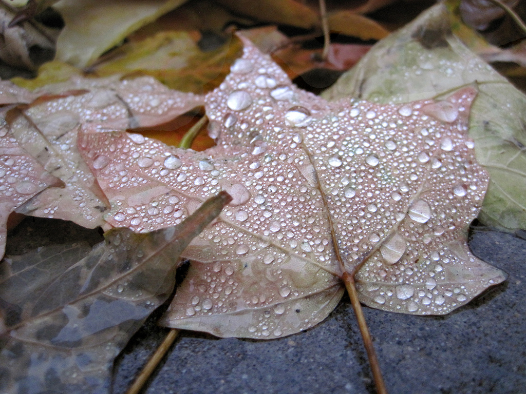 Leaf Droplets by dakotakid35