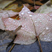 Leaf Droplets by dakotakid35