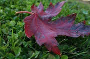 14th Oct 2012 - Just A Simple Leaf