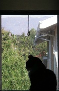 13th Oct 2012 - Window Kitty