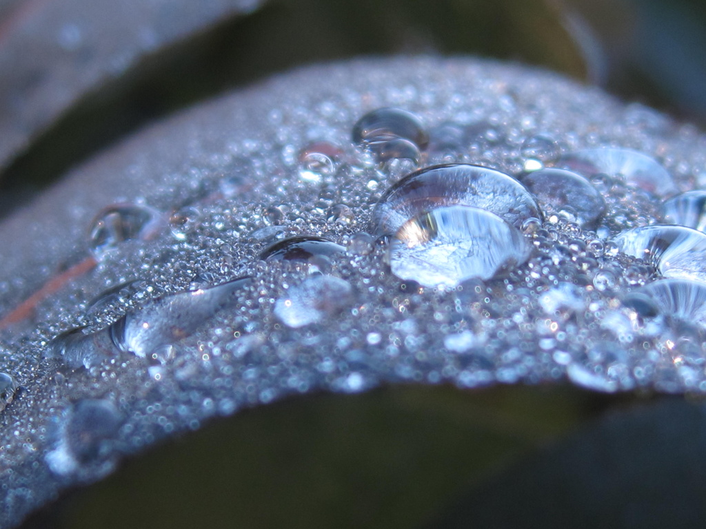 water droplets on leaf by mariadarby