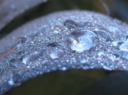 14th Oct 2012 - water droplets on leaf