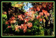 29th Sep 2012 - Red leaves