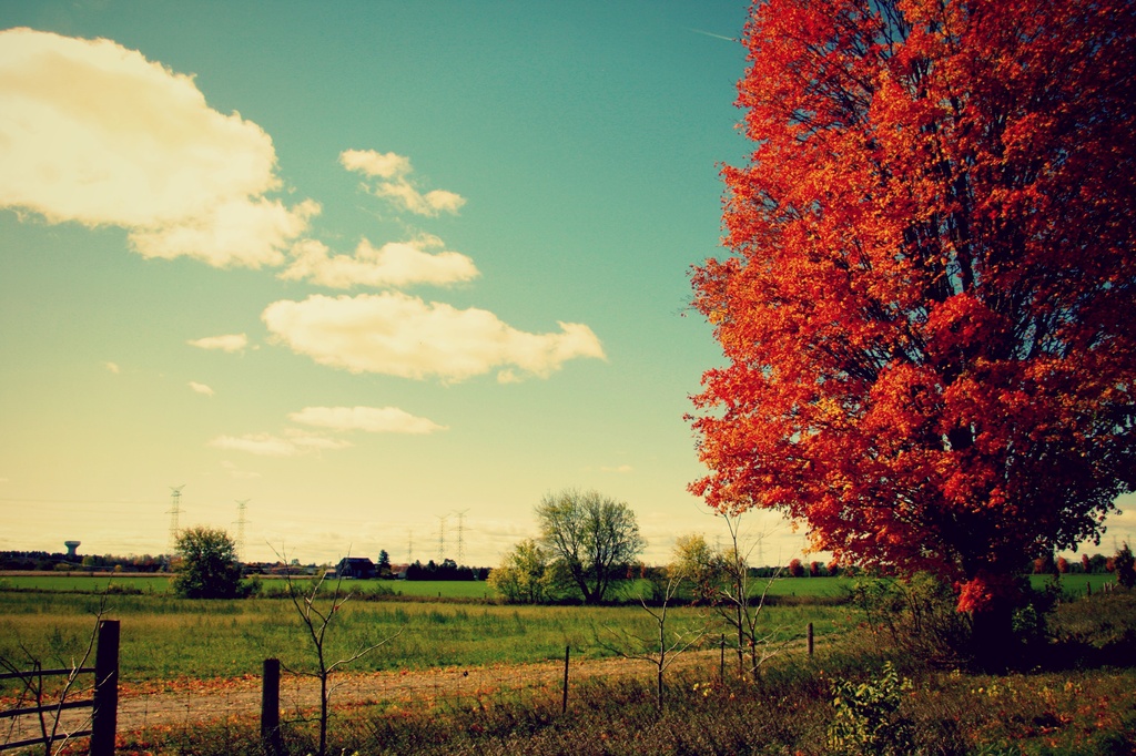 autumn colours by edie