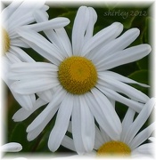 10th Oct 2012 - daisies in fall