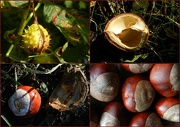 14th Oct 2012 - Searching for conkers