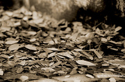 14th Oct 2012 - Fall of the Leaf