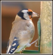 14th Oct 2012 - Goldfinch