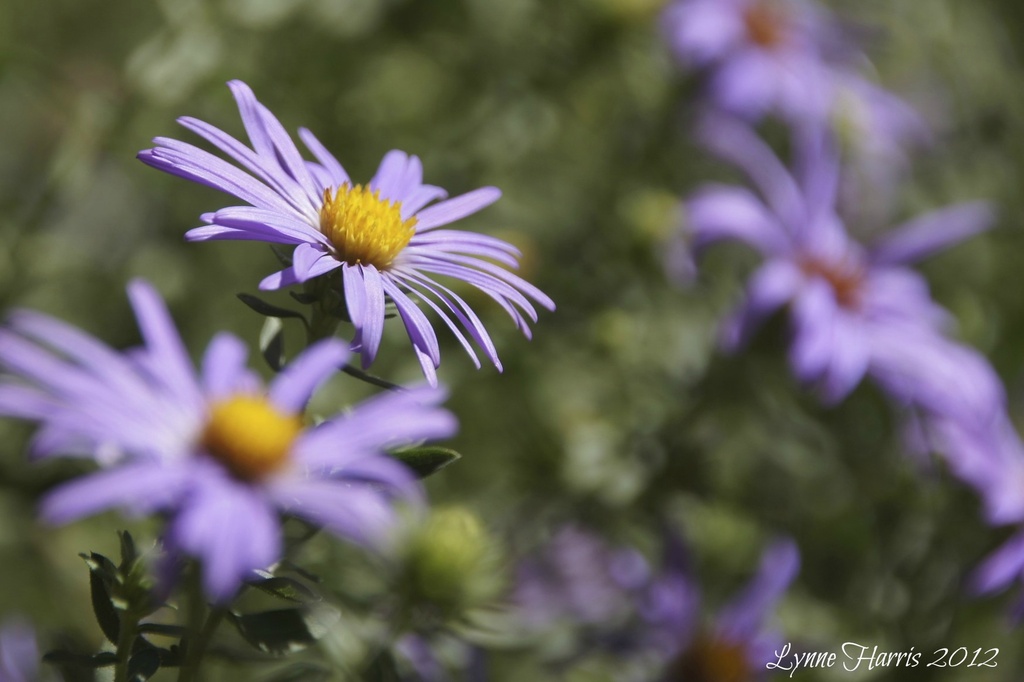 Purple Flowers by lynne5477