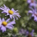 Purple Flowers by lynne5477