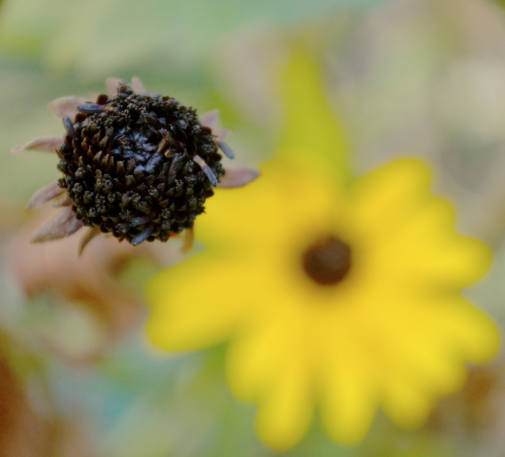 Black eyed Susan. Out with old and in with the new.  by corktownmum