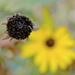 Black eyed Susan. Out with old and in with the new.  by corktownmum