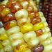 Indian Corn by calm