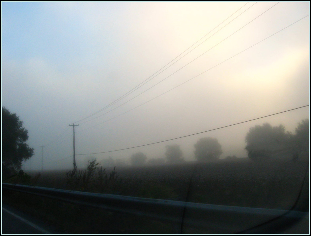 Early Morning Fog by olivetreeann