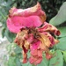 Raščupana ruža by vesna0210