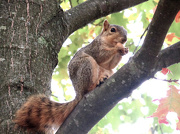 14th Oct 2012 - Fox Squirrel in the Morning