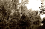 15th Oct 2012 - Autumn In Sepia