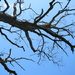 Tree Branches 10.14.12 by sfeldphotos