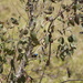 Five little birdies hidden in a tree by sugarmuser