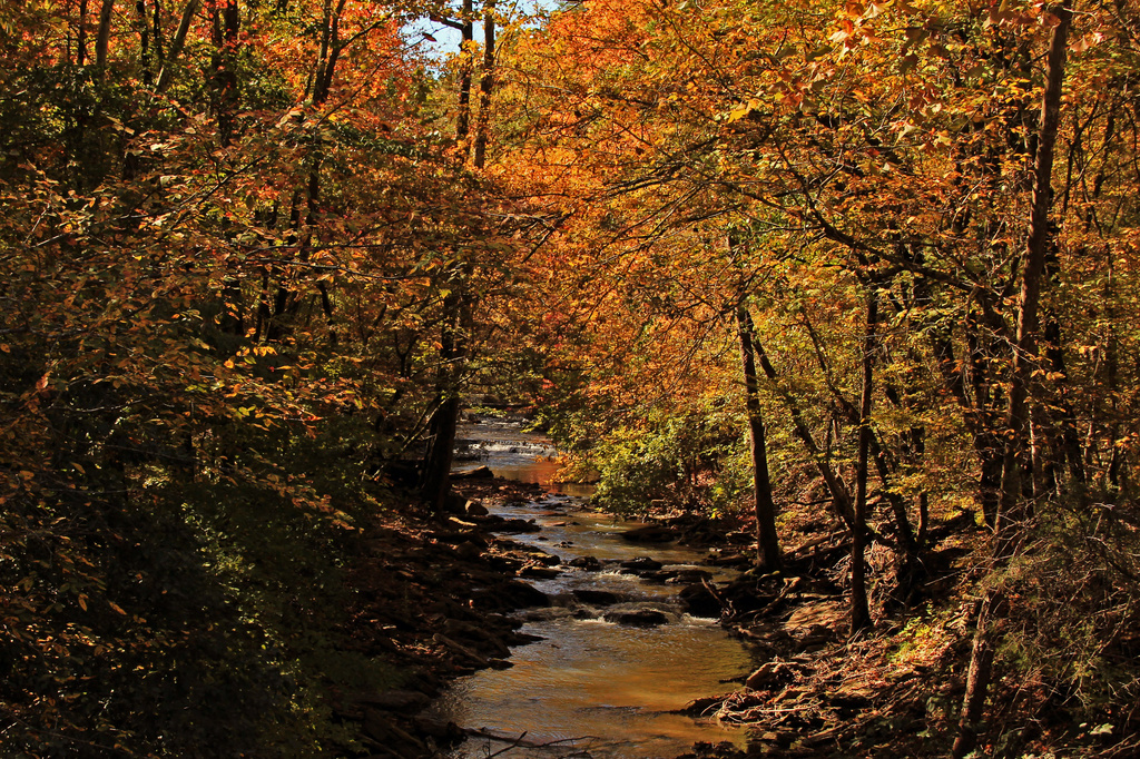Fall is arriving in Arkansas by milaniet