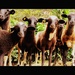 The Curious Goats by carrapeta00