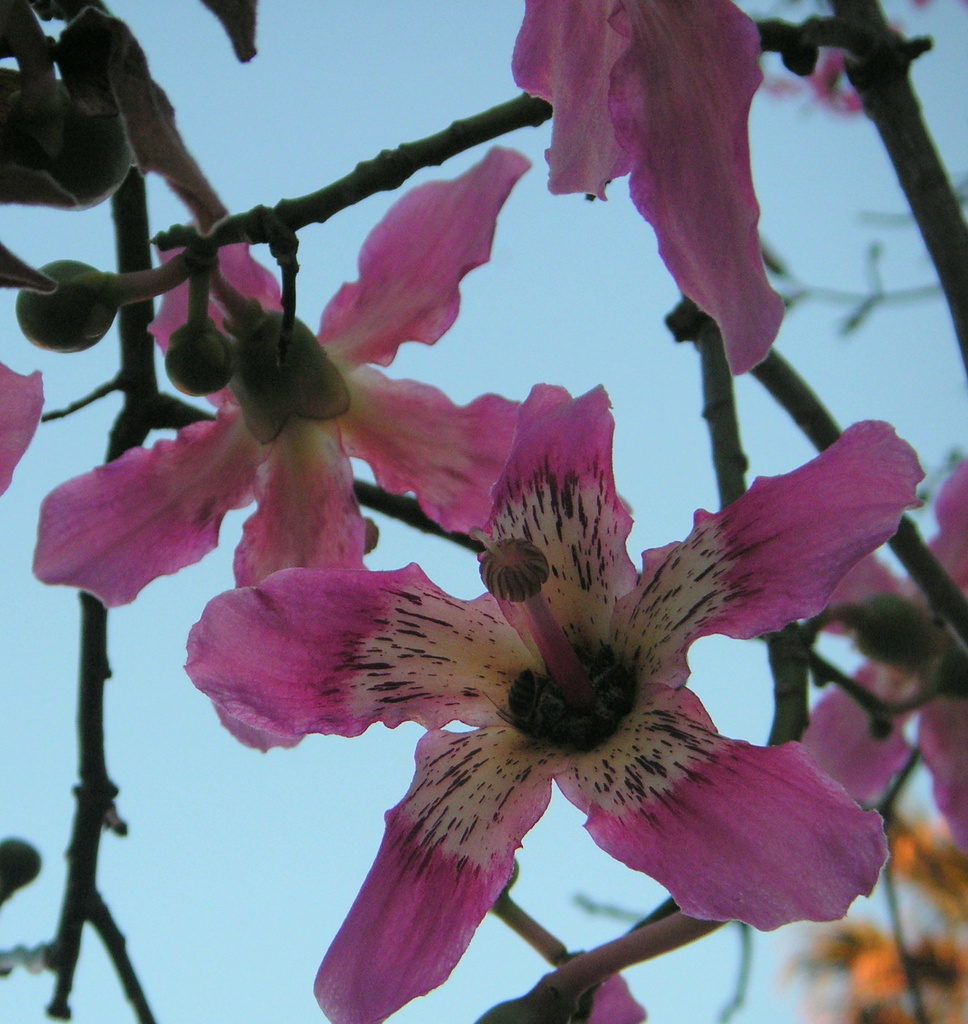 Pink Flower by pasadenarose