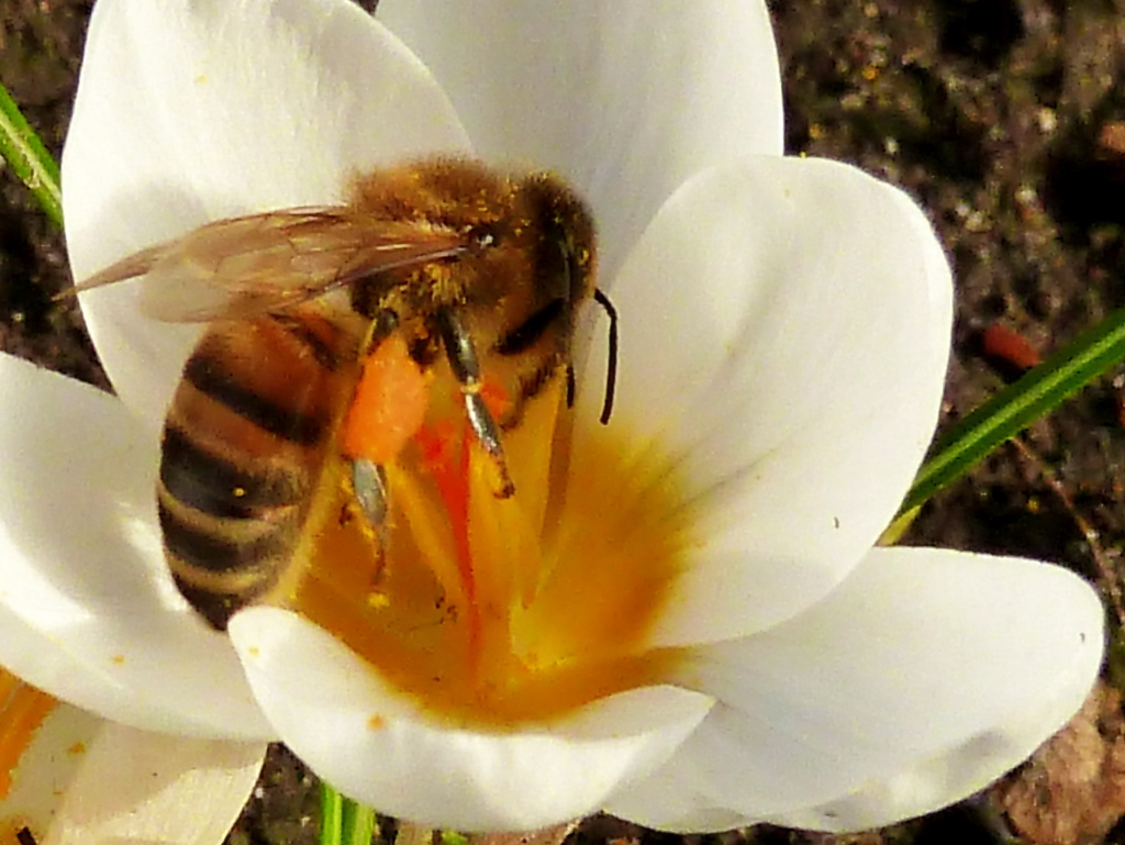 Honeybee by boxplayer