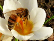 23rd Feb 2012 - Honeybee
