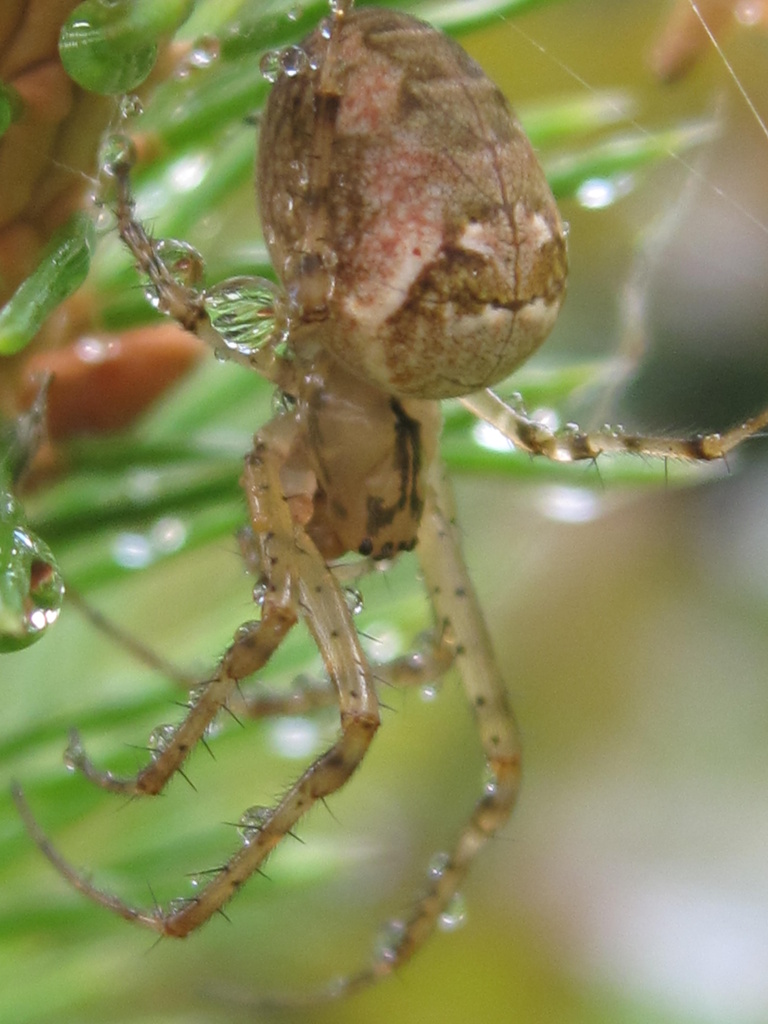 wet spider by mariadarby