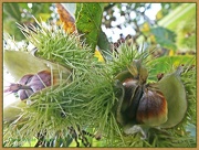 15th Oct 2012 - Horse Chestnuts
