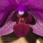 14th Oct 2012 - Orchid