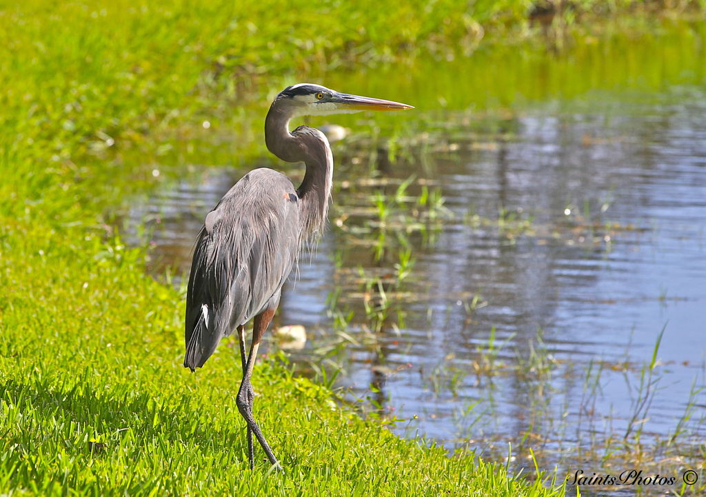 Blue Heron by stcyr1up