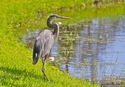 6th Oct 2012 - Blue Heron