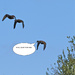 Mallards in flight by stcyr1up