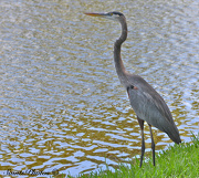 5th Oct 2012 - Blue Heron 2