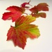 Turning Leaves by filsie65