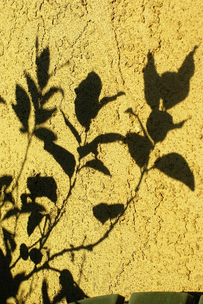 (Day 244) - Leafy Shadow by cjphoto