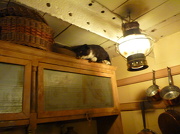 14th Oct 2012 - Sinbad the Shps Cat