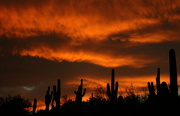 15th Oct 2012 - Saguaro Silhouette