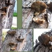 Tree fungi by bruni