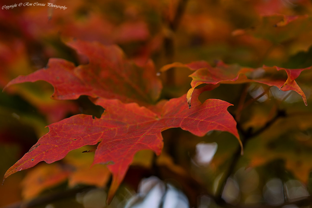 Autumn Palette by kannafoot