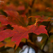 Autumn Palette by kannafoot